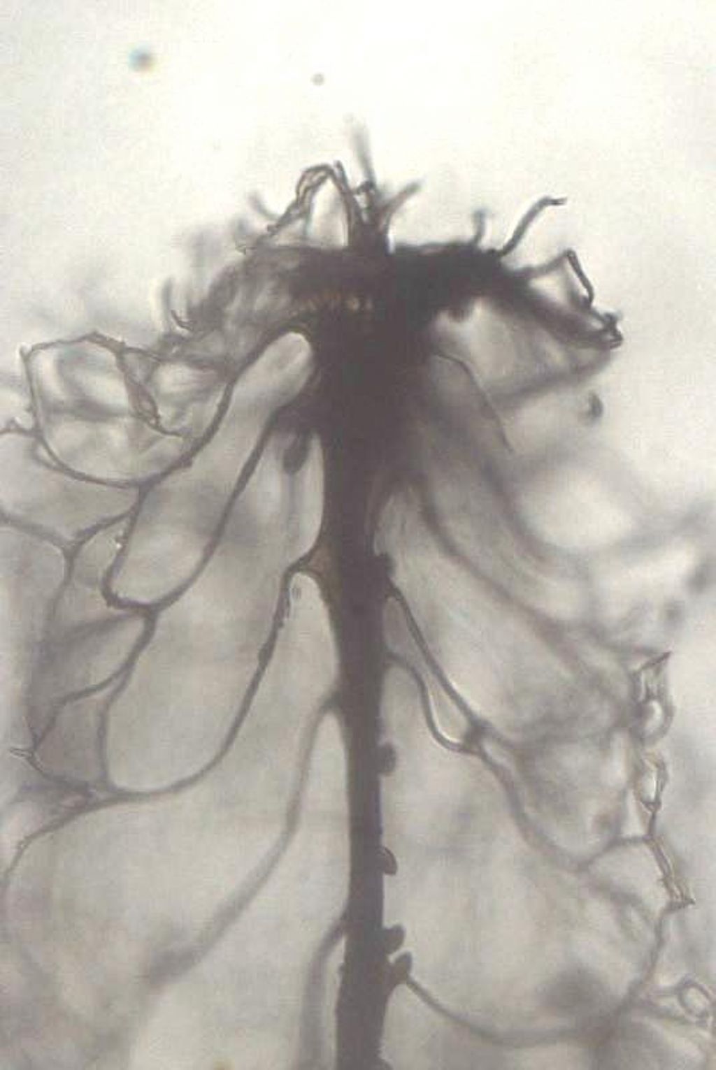 Stemonitis herbatica??